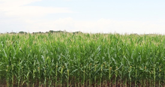  A corn field in August before harvest. Photo by Chabella Guzman